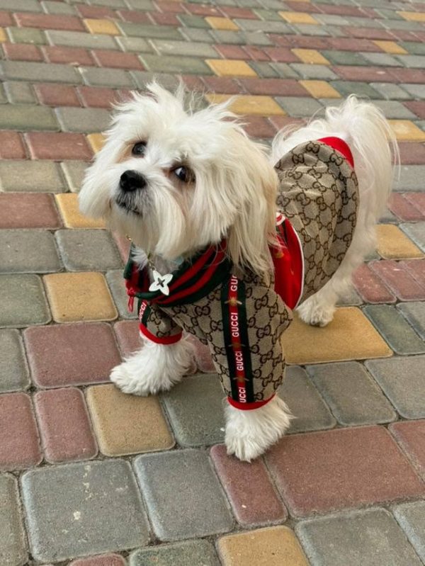 Куртка Стиль класу Gucci